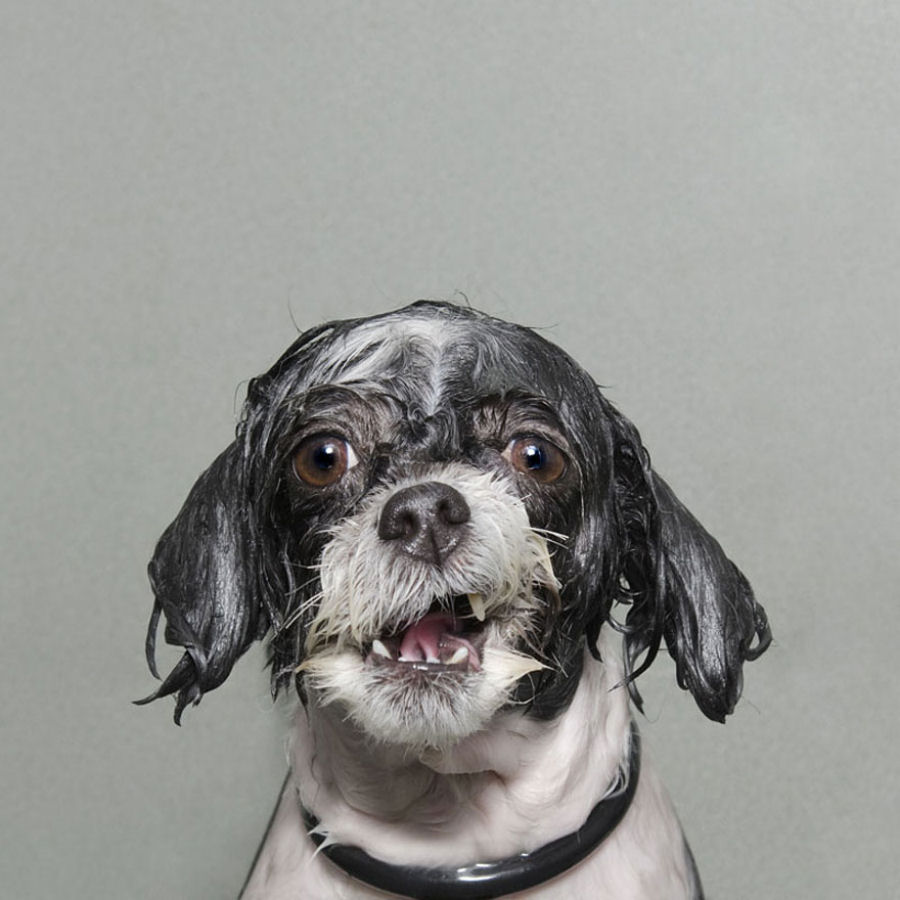 Retratos engraçados de cães molhados por Sophie Gamand 04