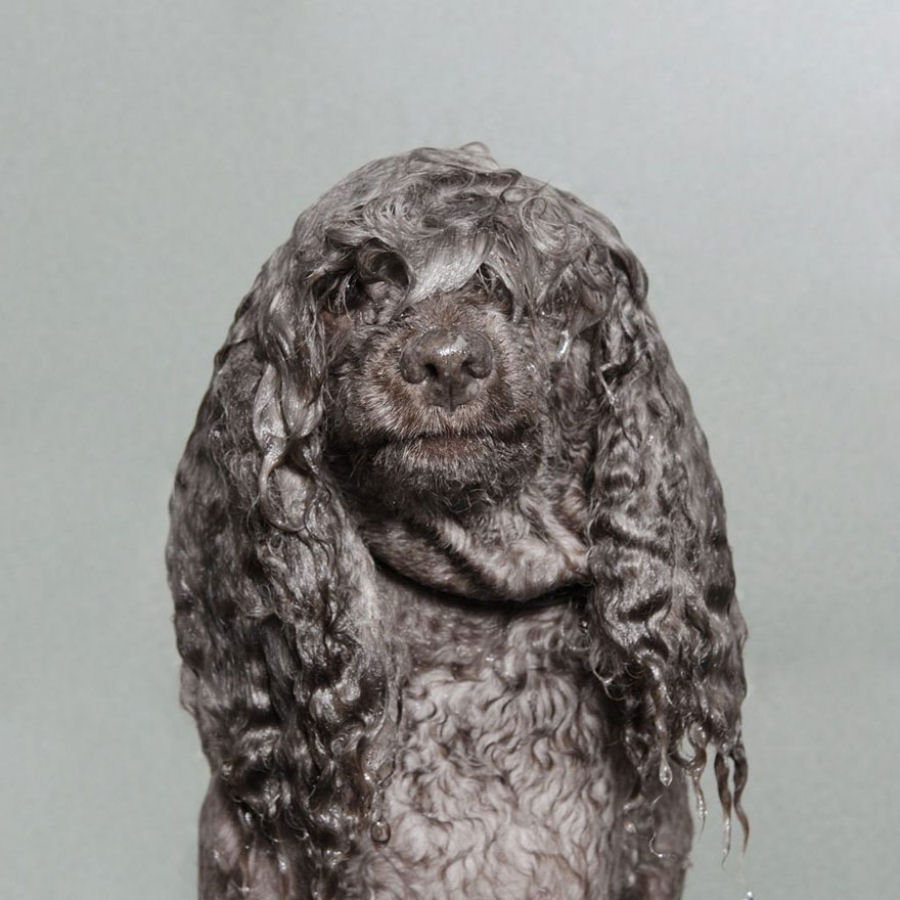 Retratos engraçados de cães molhados por Sophie Gamand 06