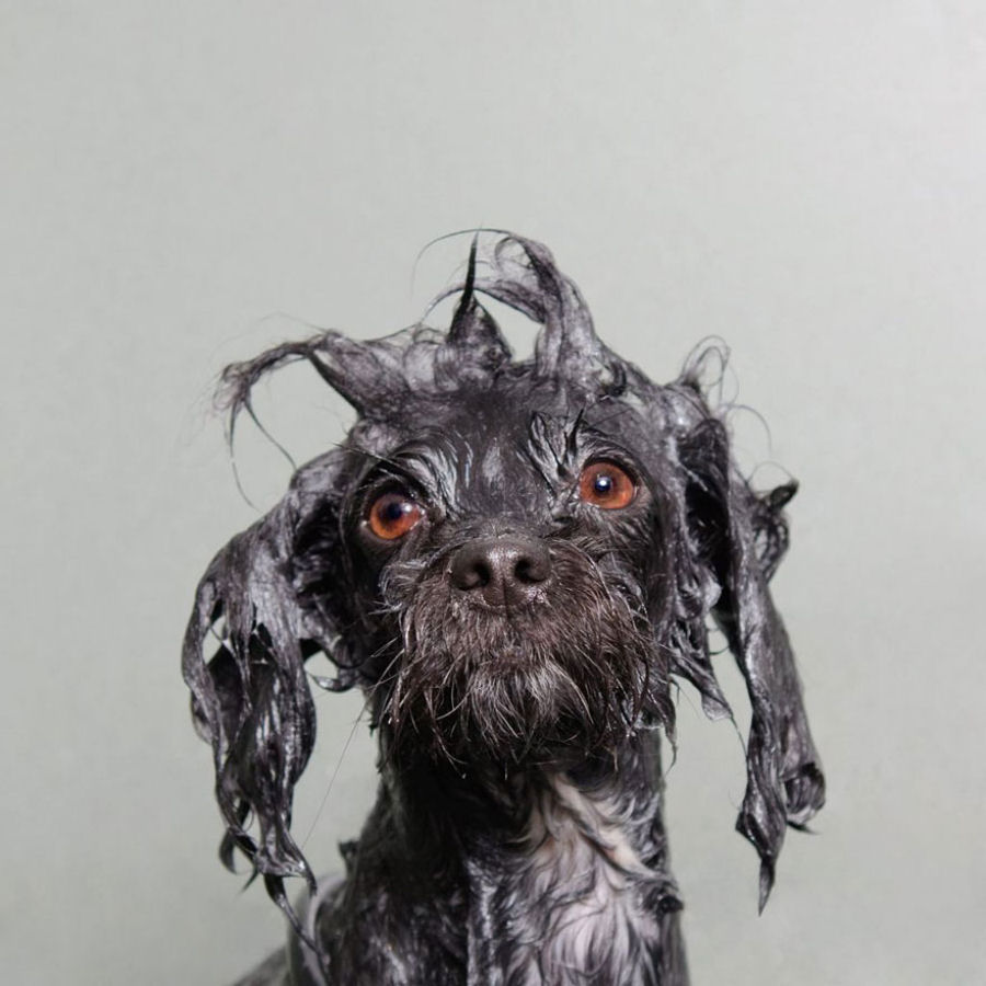 Retratos engraçados de cães molhados por Sophie Gamand 08