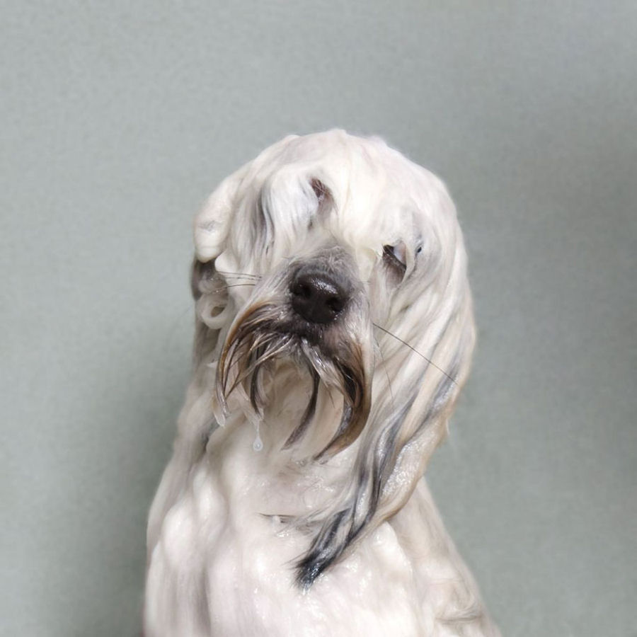 Retratos engraçados de cães molhados por Sophie Gamand 09