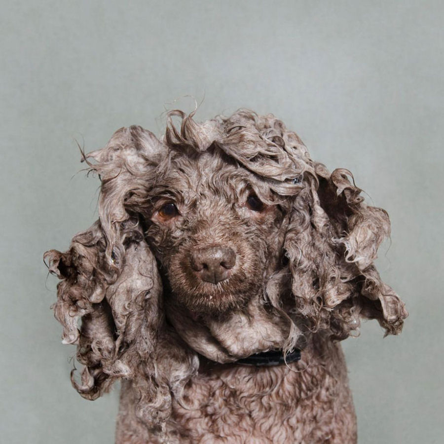 Retratos engraçados de cães molhados por Sophie Gamand 10