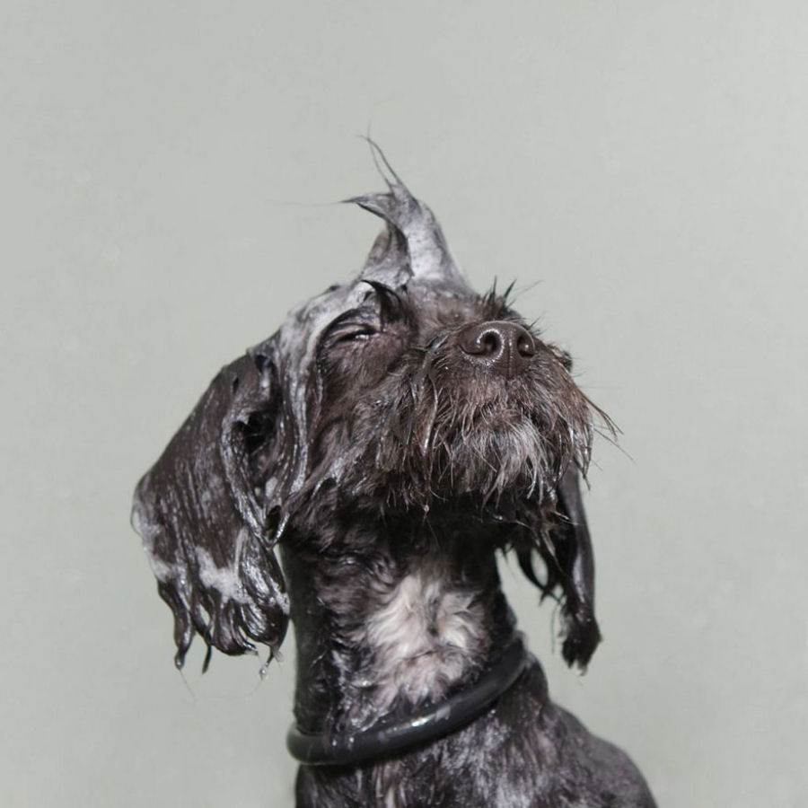 Retratos engraçados de cães molhados por Sophie Gamand 12