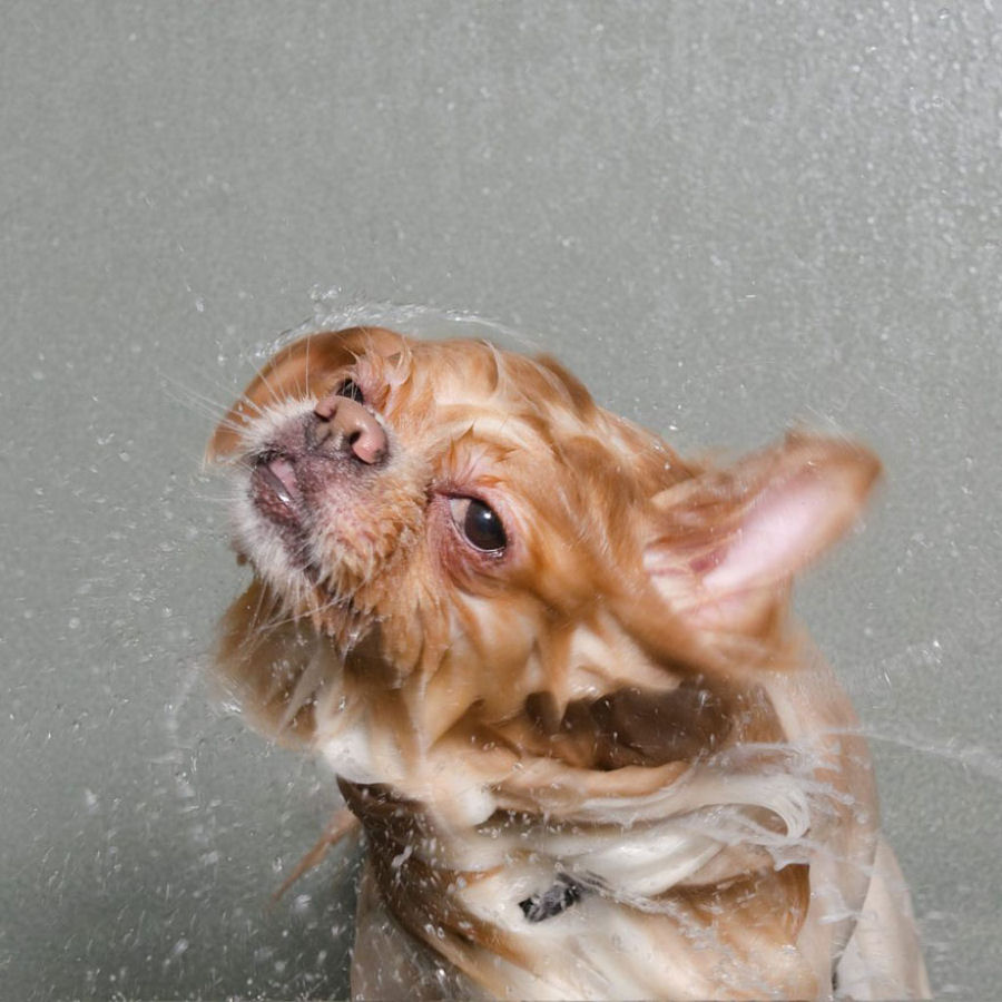 Retratos engraçados de cães molhados por Sophie Gamand 13