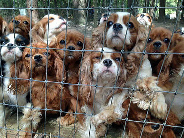 Voluntários conseguem resgatar 108 cães maltratados de um criadouro 01