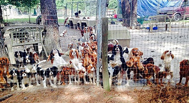 Voluntários conseguem resgatar 108 cães maltratados de um criadouro 02