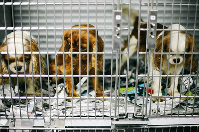 Voluntários conseguem resgatar 108 cães maltratados de um criadouro 03
