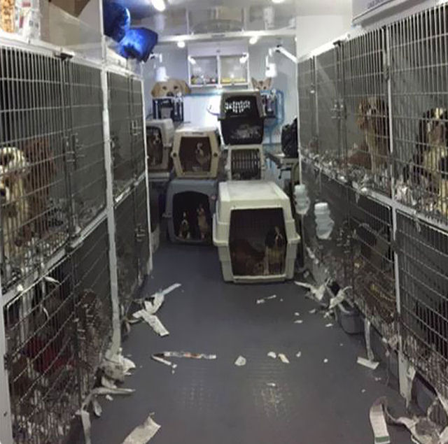 Voluntários conseguem resgatar 108 cães maltratados de um criadouro 04