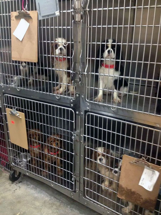 Voluntários conseguem resgatar 108 cães maltratados de um criadouro 06