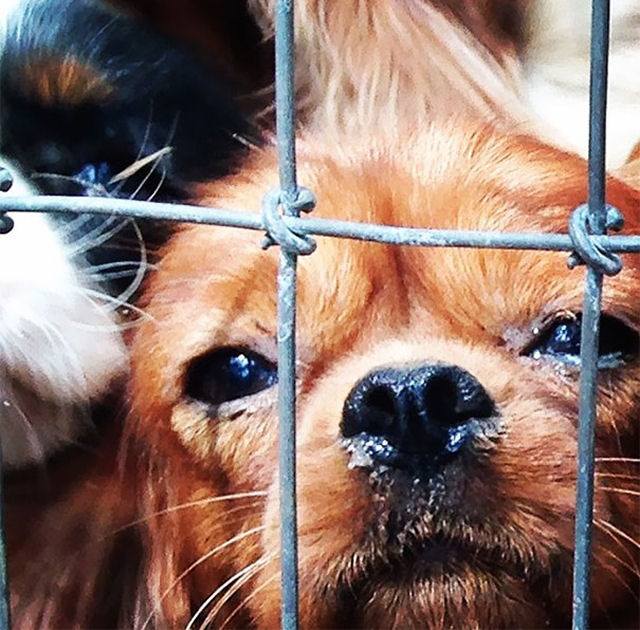 Voluntários conseguem resgatar 108 cães maltratados de um criadouro 08