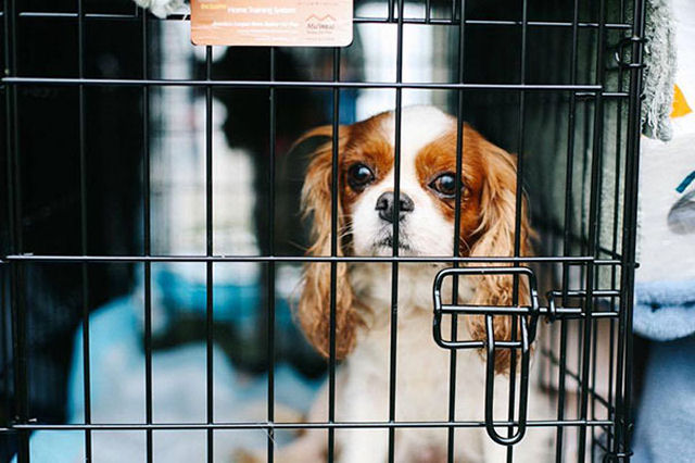 Voluntários conseguem resgatar 108 cães maltratados de um criadouro 09