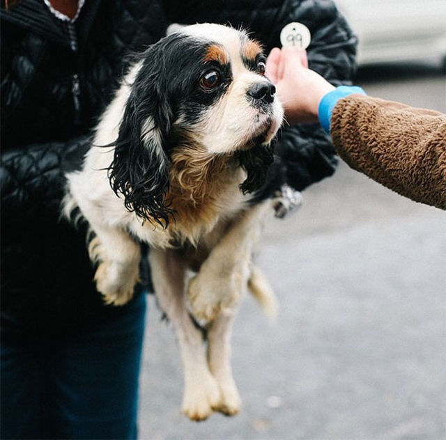 Voluntários conseguem resgatar 108 cães maltratados de um criadouro 10