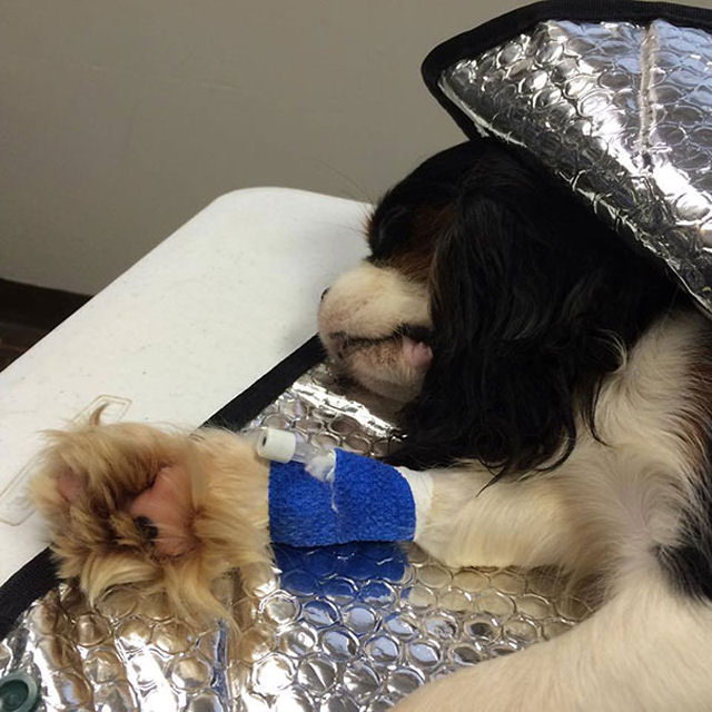 Voluntários conseguem resgatar 108 cães maltratados de um criadouro 13