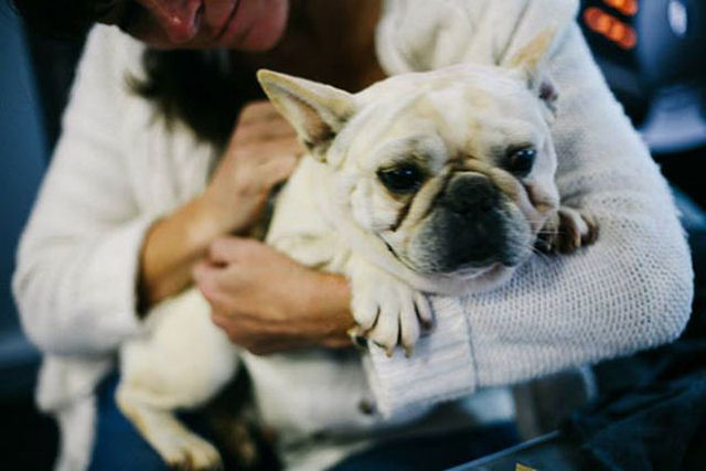 Voluntários conseguem resgatar 108 cães maltratados de um criadouro 20