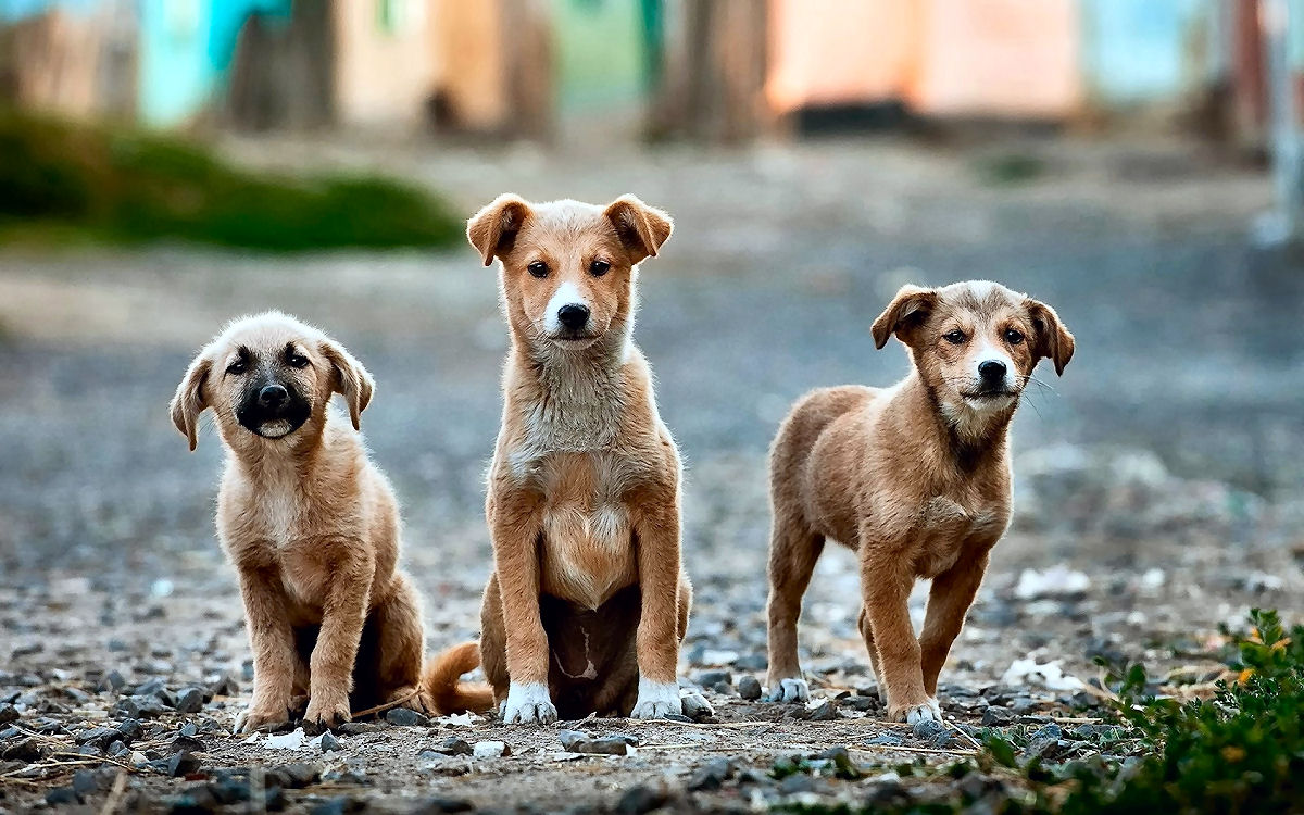 Na Europa há um país que é um pesadelo para cães de rua