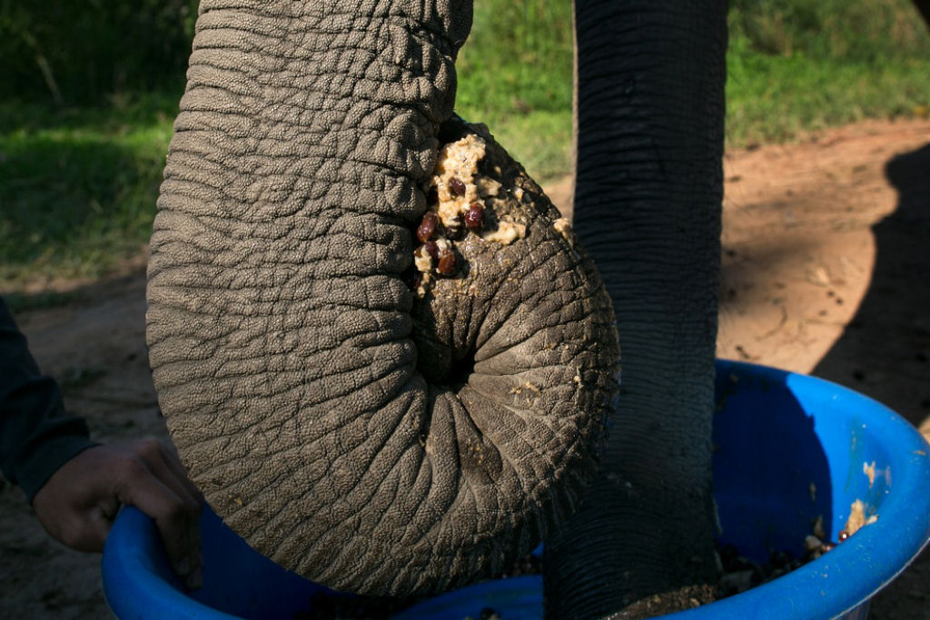 Caf de coc de elefante custa R$ 100 a xcara 11