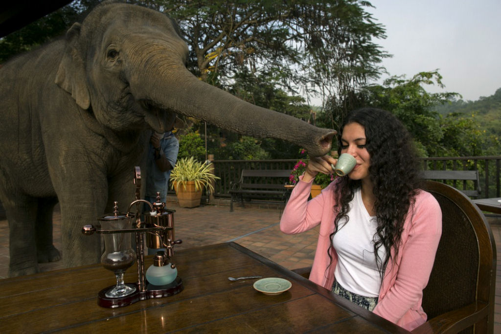 Caf de coc de elefante custa R$ 100 a xcara 22