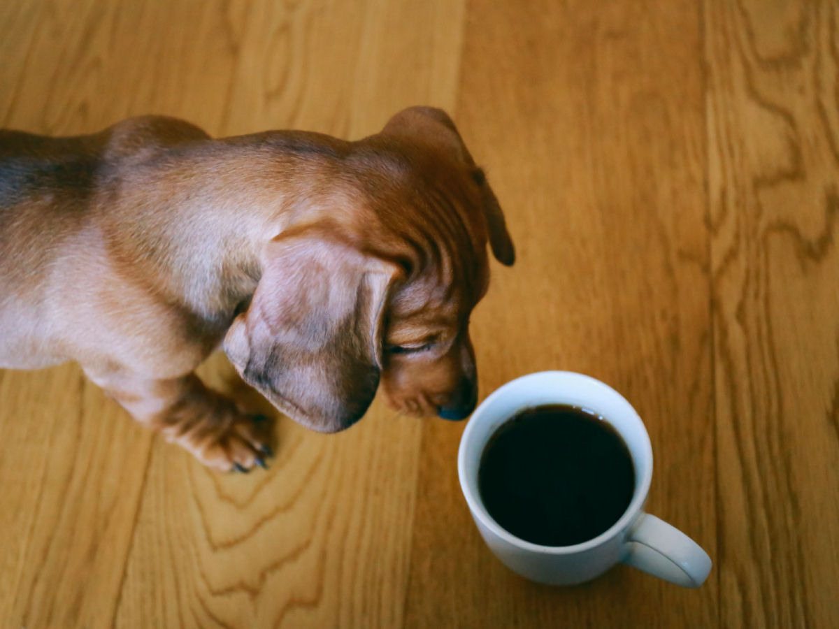 Por que seu cão nunca deveria beber café