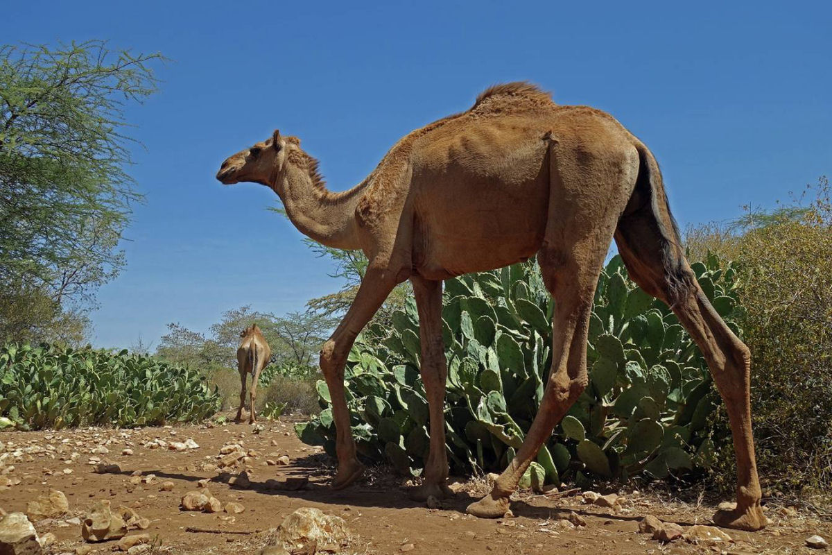 Camelos comem cactos de pera espinhosa com agulhas de 15 centímetros