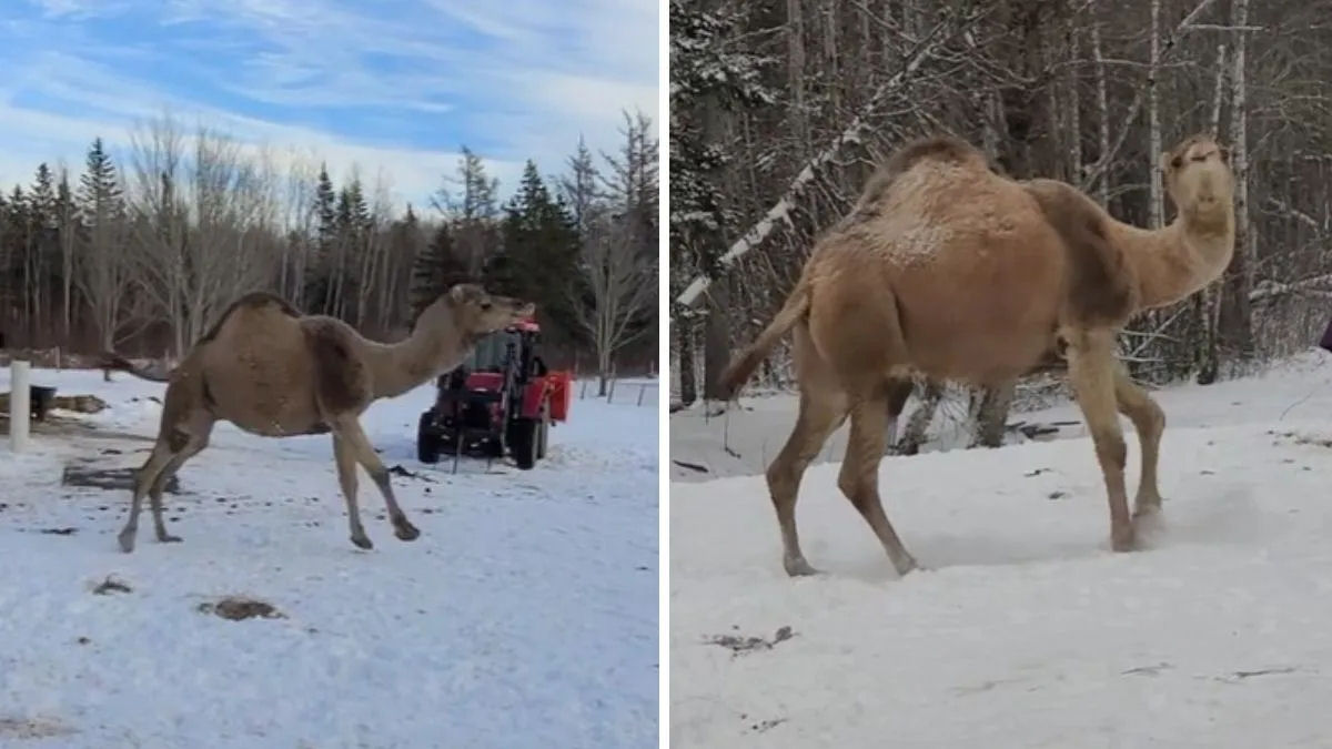 Camelo resgatado, que pensa ser uma cabra, brinca animado na neve