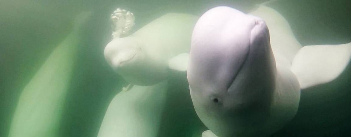 Assista a migração de milhares de baleias-beluga do Ártico