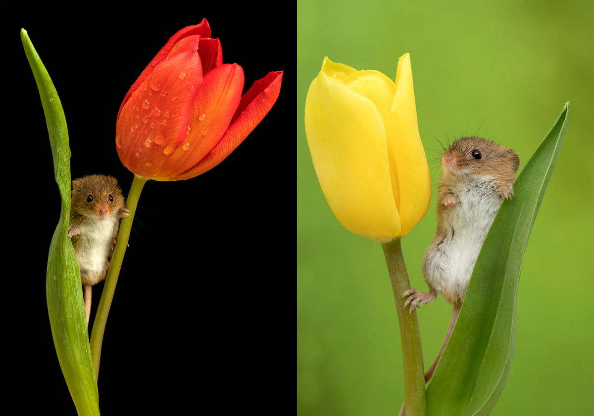 Fotos fofas de ratinhos do campo em tulipas nos fazem repensar porque temos tanta antipatia pelos roedores 01