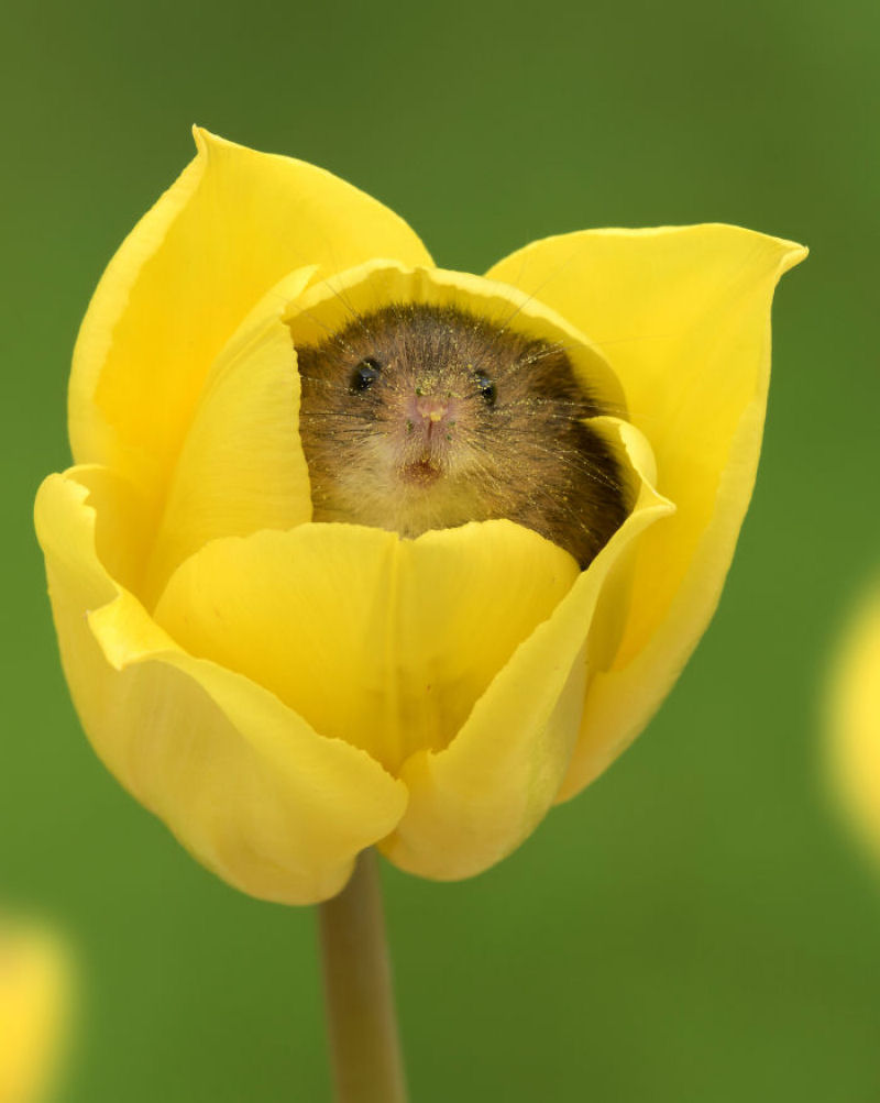 Fotos fofas de ratinhos do campo em tulipas nos fazem repensar porque temos tanta antipatia pelos roedores 02