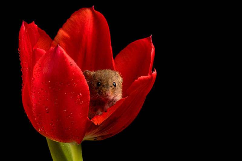 Fotos fofas de ratinhos do campo em tulipas nos fazem repensar porque temos tanta antipatia pelos roedores 03