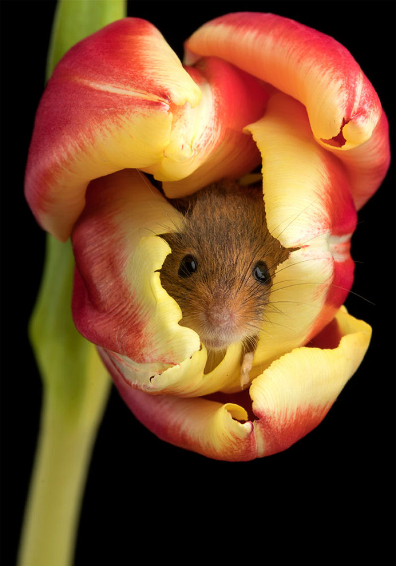 Fotos fofas de ratinhos do campo em tulipas nos fazem repensar porque temos tanta antipatia pelos roedores 04