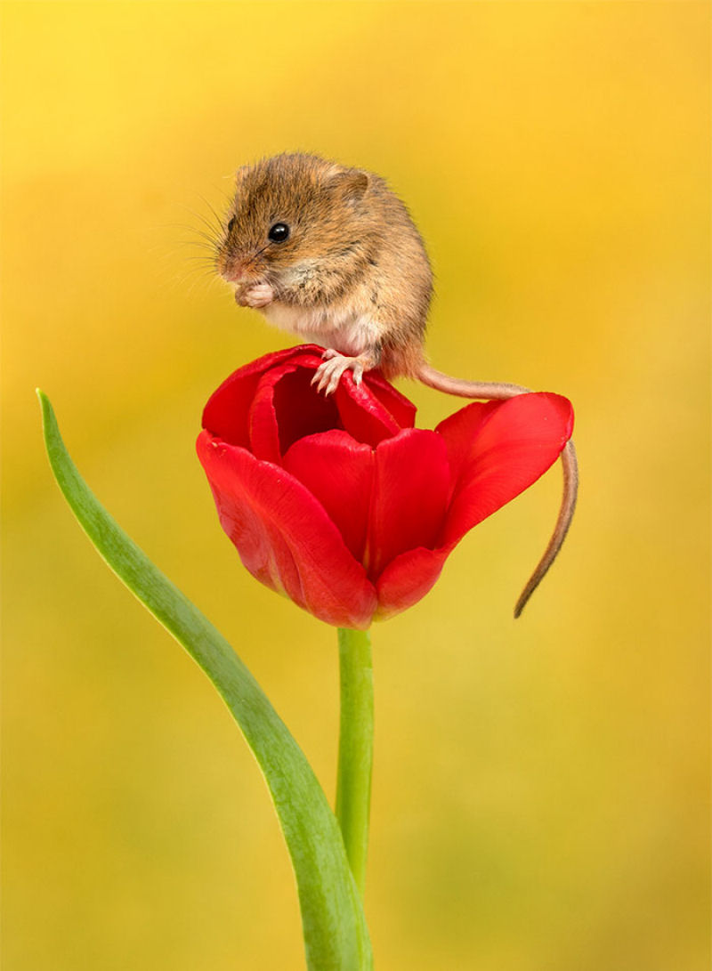 Fotos fofas de ratinhos do campo em tulipas nos fazem repensar porque temos tanta antipatia pelos roedores 07