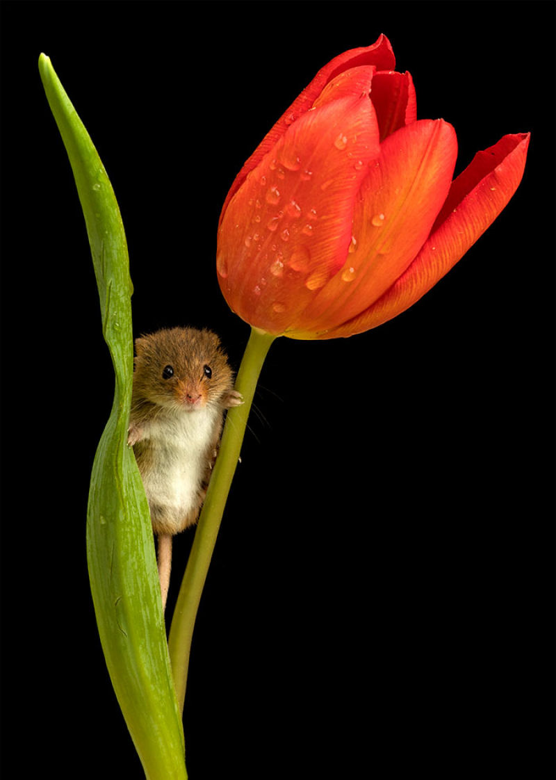 Fotos fofas de ratinhos do campo em tulipas nos fazem repensar porque temos tanta antipatia pelos roedores 08