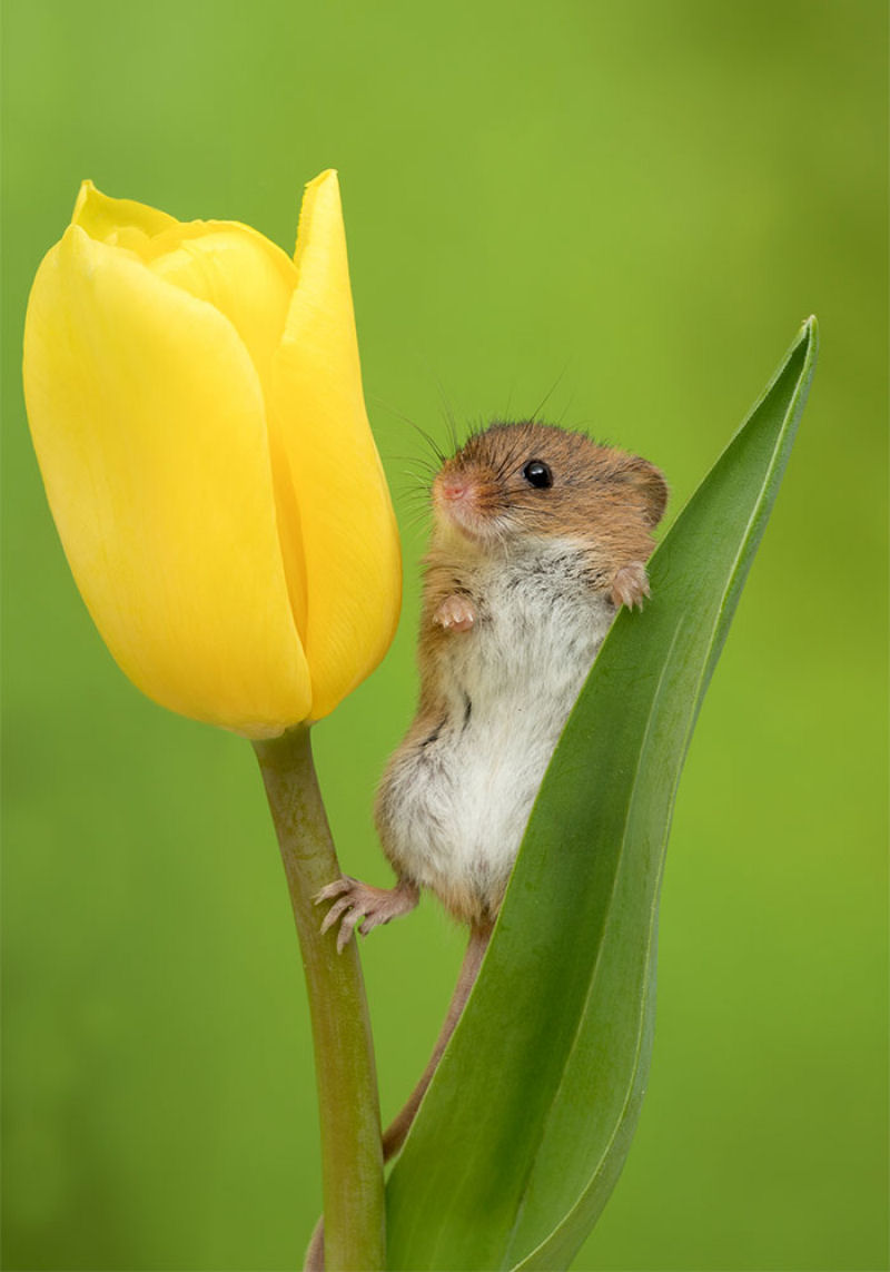 Fotos fofas de ratinhos do campo em tulipas nos fazem repensar porque temos tanta antipatia pelos roedores 09