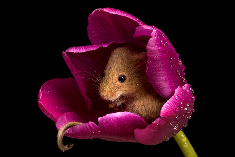 Fotos fofas de ratinhos do campo em tulipas nos fazem repensar porque temos tanta antipatia pelos roedores 10