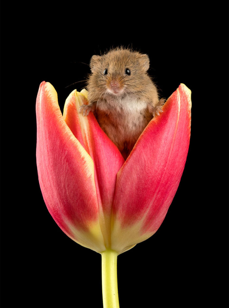 Fotos fofas de ratinhos do campo em tulipas nos fazem repensar porque temos tanta antipatia pelos roedores 11
