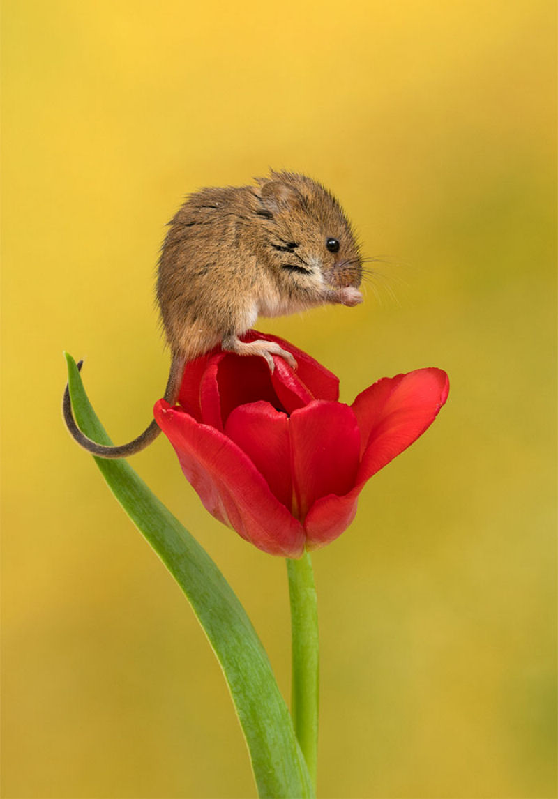 Fotos fofas de ratinhos do campo em tulipas nos fazem repensar porque temos tanta antipatia pelos roedores 12