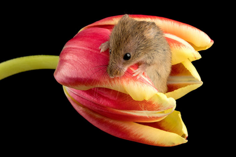 Fotos fofas de ratinhos do campo em tulipas nos fazem repensar porque temos tanta antipatia pelos roedores 13