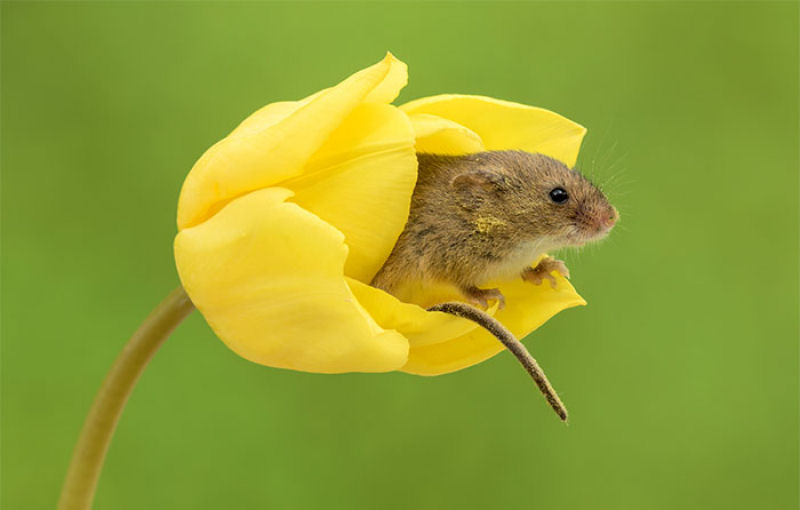 Fotos fofas de ratinhos do campo em tulipas nos fazem repensar porque temos tanta antipatia pelos roedores 14