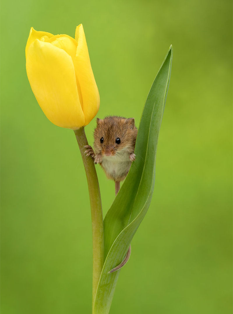 Fotos fofas de ratinhos do campo em tulipas nos fazem repensar porque temos tanta antipatia pelos roedores 15