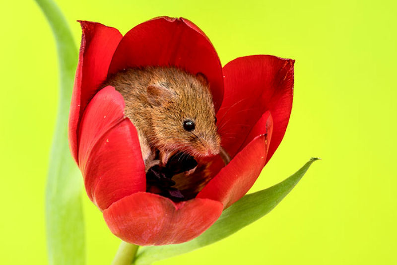 Fotos fofas de ratinhos do campo em tulipas nos fazem repensar porque temos tanta antipatia pelos roedores 16