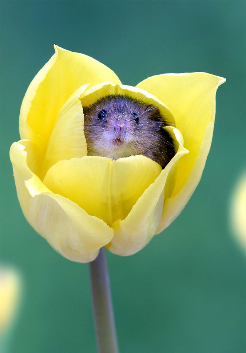 Fotos fofas de ratinhos do campo em tulipas nos fazem repensar porque temos tanta antipatia pelos roedores 17