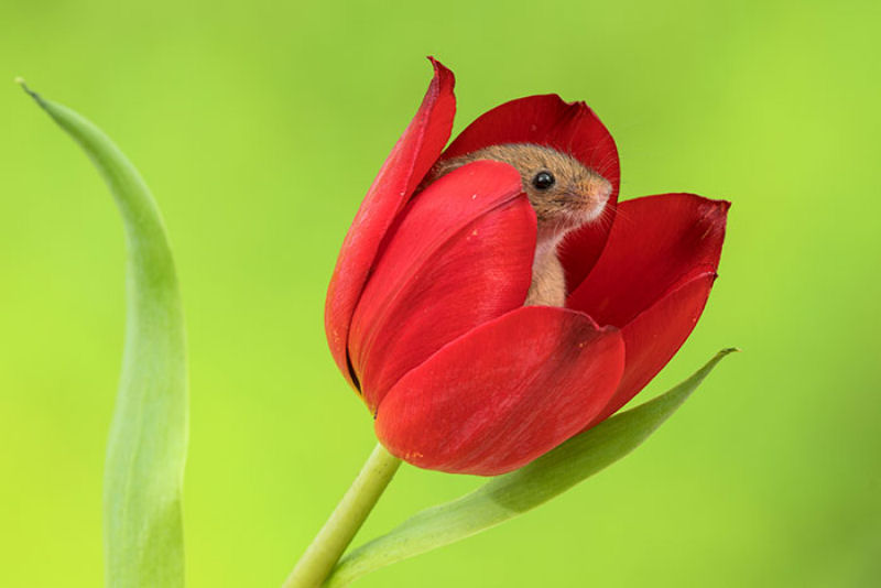Fotos fofas de ratinhos do campo em tulipas nos fazem repensar porque temos tanta antipatia pelos roedores 18