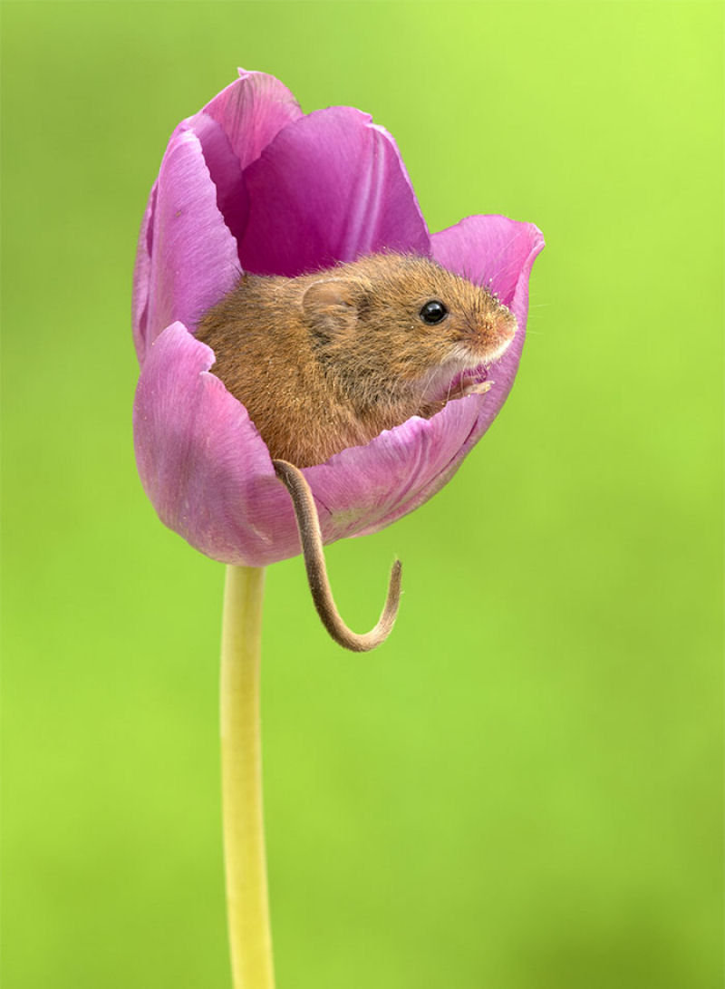 Fotos fofas de ratinhos do campo em tulipas nos fazem repensar porque temos tanta antipatia pelos roedores 19
