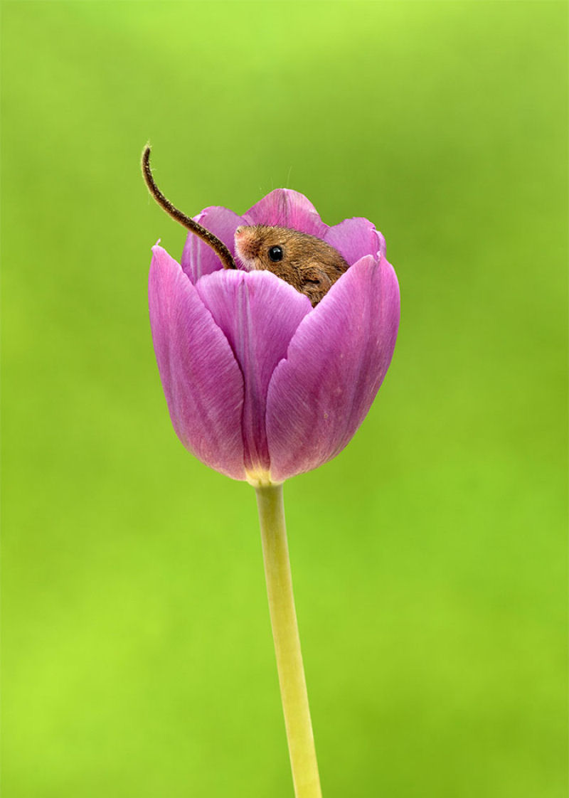 Fotos fofas de ratinhos do campo em tulipas nos fazem repensar porque temos tanta antipatia pelos roedores 21