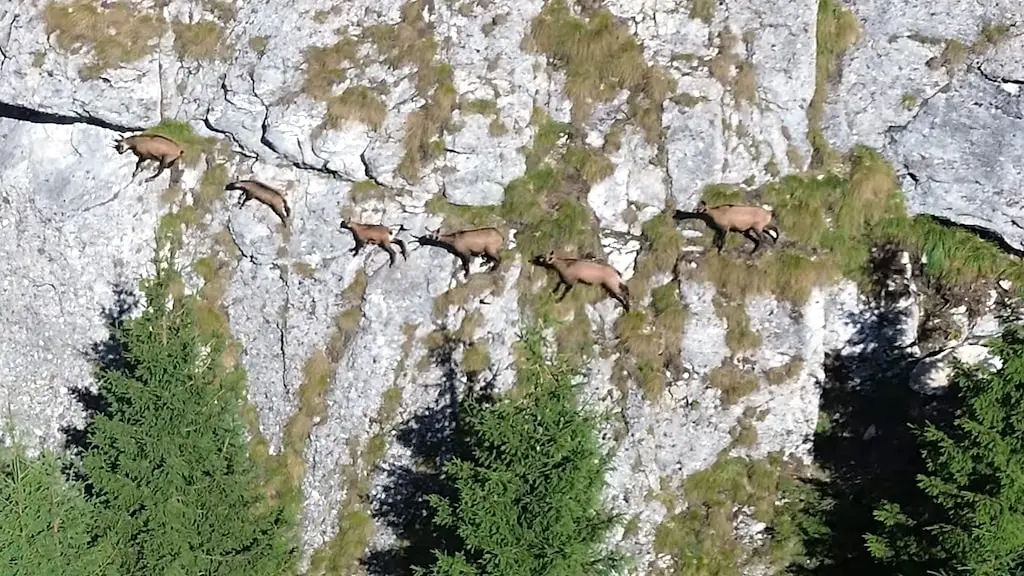 Bela filmagem de drone mostra camuras descendo pelas encostas rochosas de uma montanha