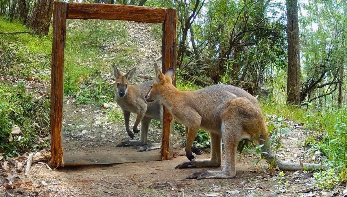 Animais selvagens australianos reagindo ao verem seus reflexos em um espelho