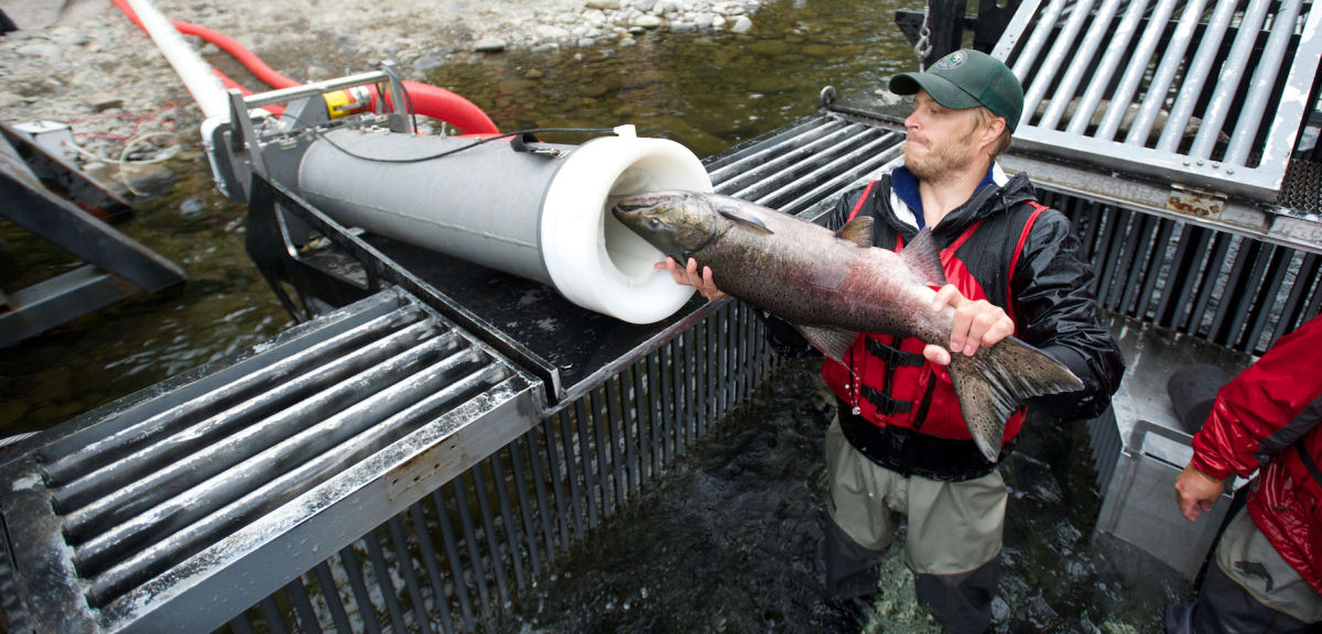 'Canhão de Peixe' ajuda peixes a migrar sobre barragens em segundos