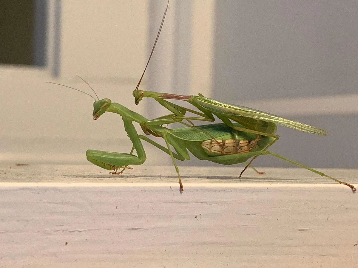 Por que no canibalismo sexual s o macho vira comida?