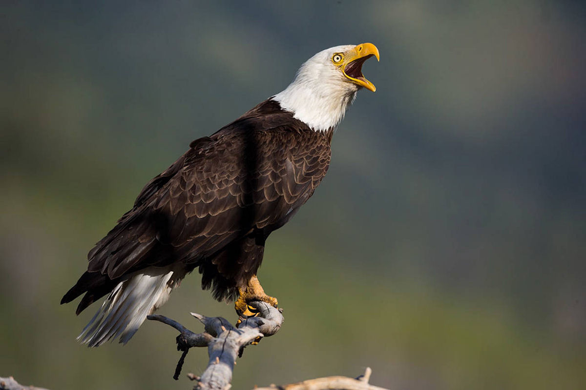 A farsa da �guia-careca que � dublada por um gavi�o