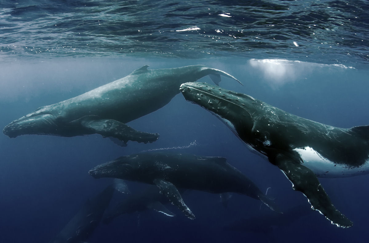 Baleias jubarte a 14.000 quilmetros de distncia cantam as mesmas msicas