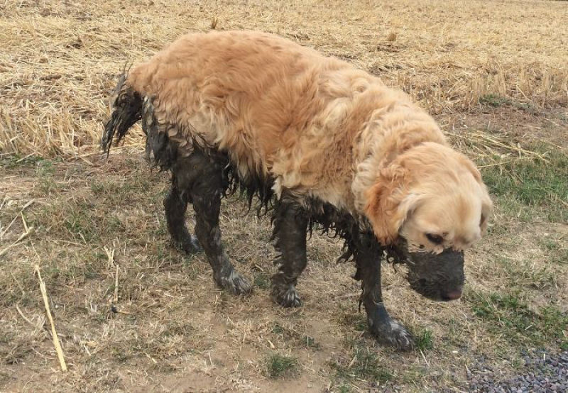 Por que os cães gostam tanto de barro e lugares sujos? 03