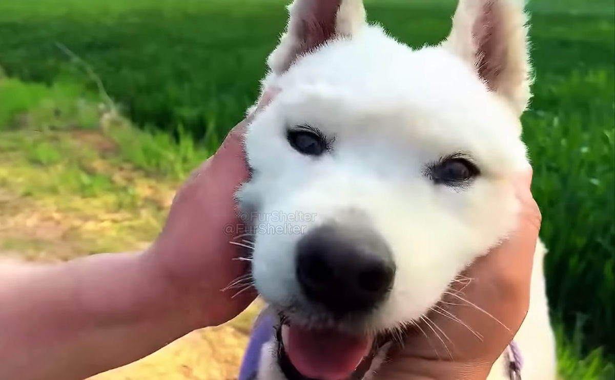 Cão que perdeu a fé na humanidade enfim encontrou esperança